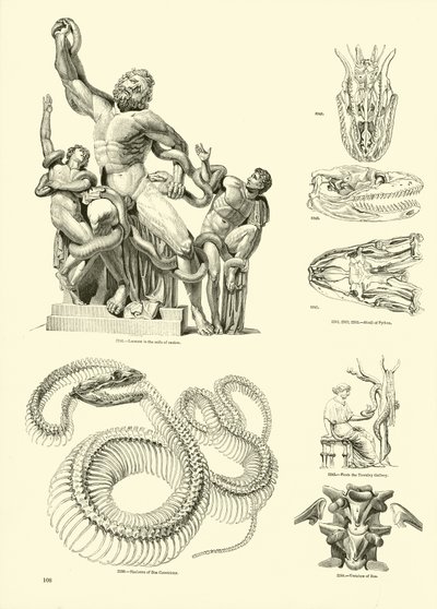 Seite aus dem Bildmuseum der belebten Natur von English School