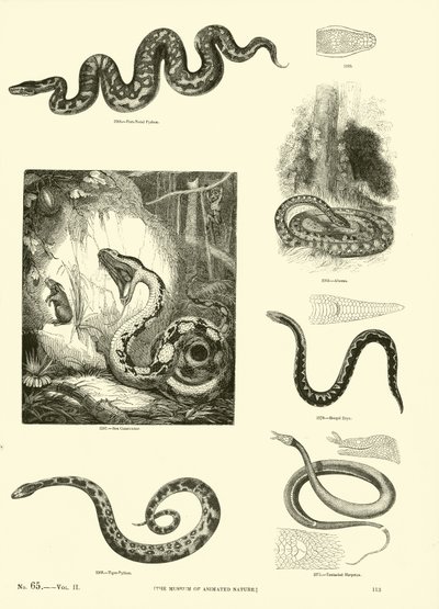 Seite aus dem Bildmuseum der belebten Natur von English School