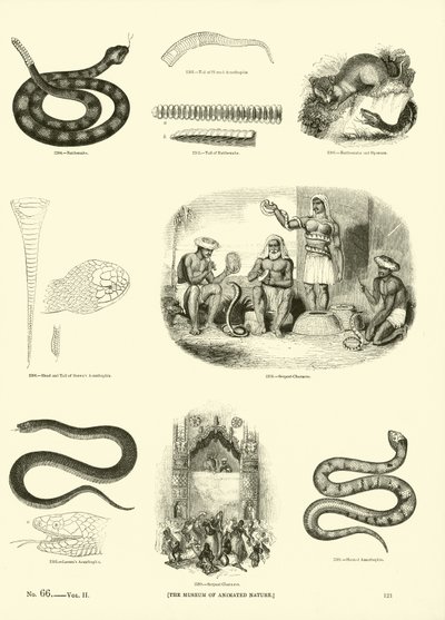 Seite aus dem Bildmuseum der belebten Natur von English School