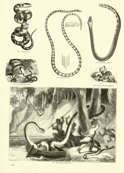 Seite aus dem Bildmuseum der belebten Natur von English School