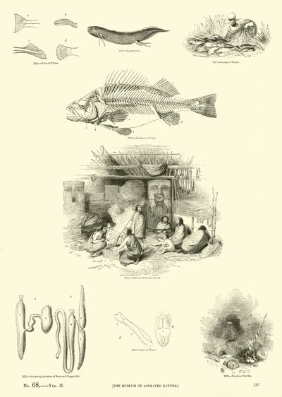 Seite aus dem Bildmuseum der belebten Natur von English School
