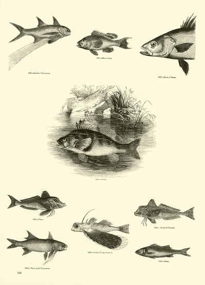 Seite aus dem Bildmuseum der belebten Natur von English School