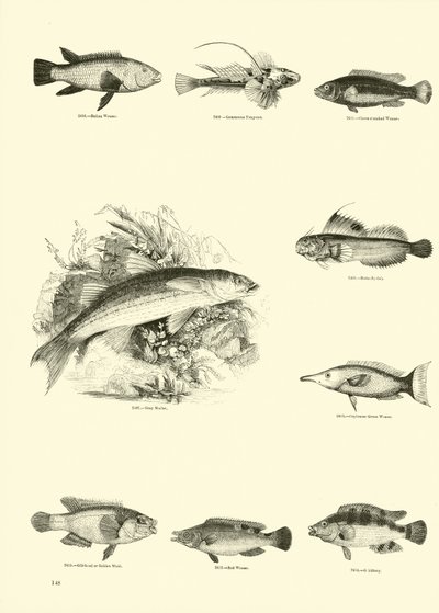 Seite aus dem Bildmuseum der belebten Natur von English School