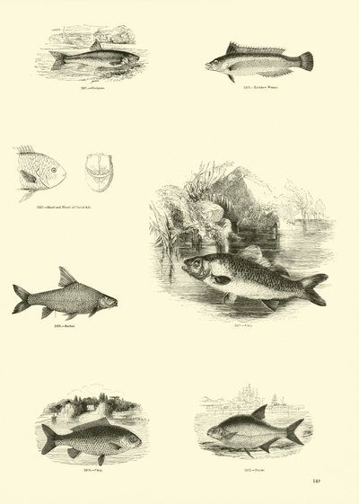 Seite aus dem Bildmuseum der belebten Natur von English School
