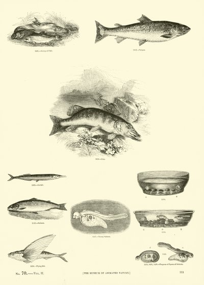 Seite aus dem Bildmuseum der belebten Natur von English School
