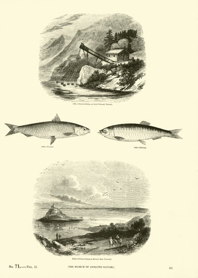 Seite aus dem Bildmuseum der belebten Natur von English School