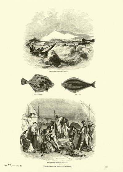 Seite aus dem Bildmuseum der belebten Natur von English School