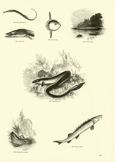 Seite aus dem Bildmuseum der belebten Natur von English School