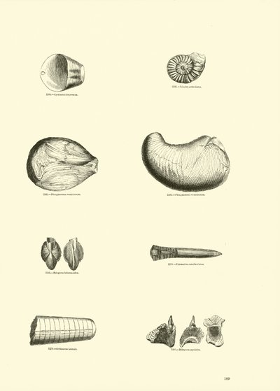 Seite aus dem Bildmuseum der belebten Natur von English School