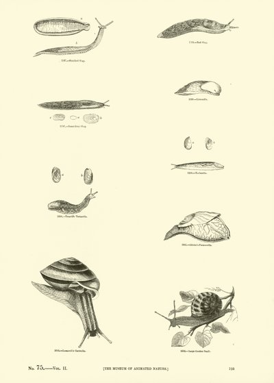 Seite aus dem Bildmuseum der belebten Natur von English School