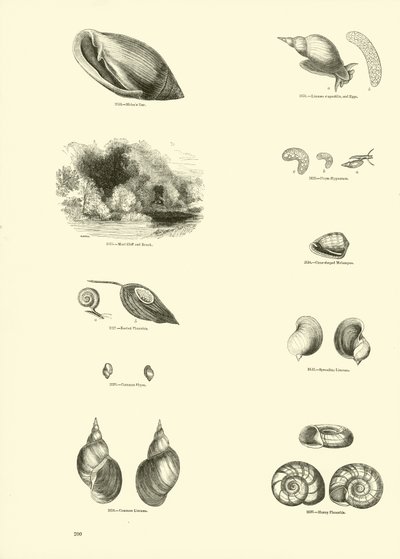 Seite aus dem Bildmuseum der belebten Natur von English School