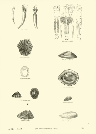 Seite aus dem Bildmuseum der belebten Natur von English School