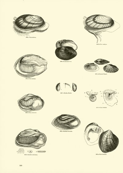 Seite aus dem Bildmuseum der belebten Natur von English School
