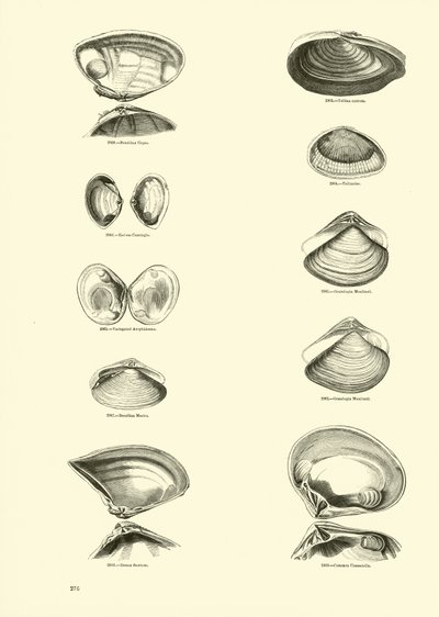 Seite aus dem Bildmuseum der belebten Natur von English School