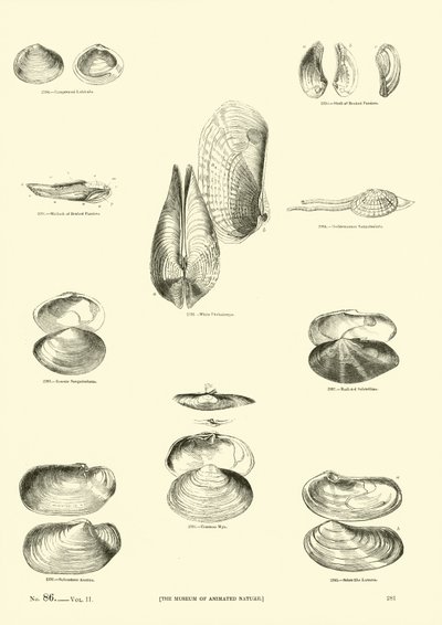 Seite aus dem Bildmuseum der belebten Natur von English School