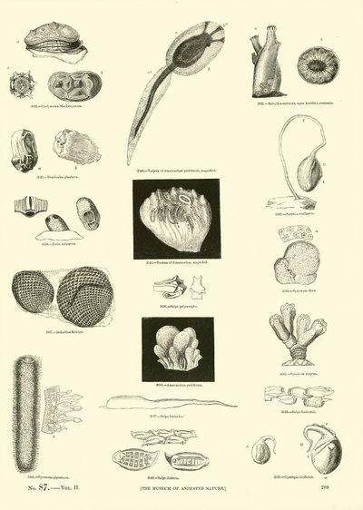 Seite aus dem Bildmuseum der belebten Natur von English School