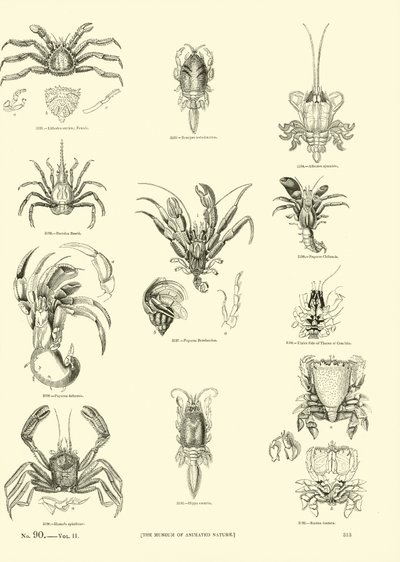 Seite aus dem Bildmuseum der belebten Natur von English School