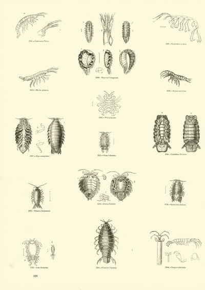 Seite aus dem Bildmuseum der belebten Natur von English School