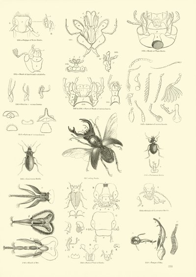 Seite aus dem Bildmuseum der belebten Natur von English School
