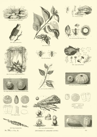 Seite aus dem Bildmuseum der belebten Natur von English School
