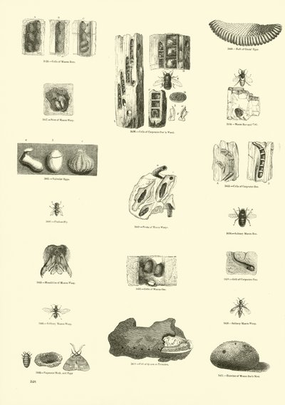 Seite aus dem Bildmuseum der belebten Natur von English School