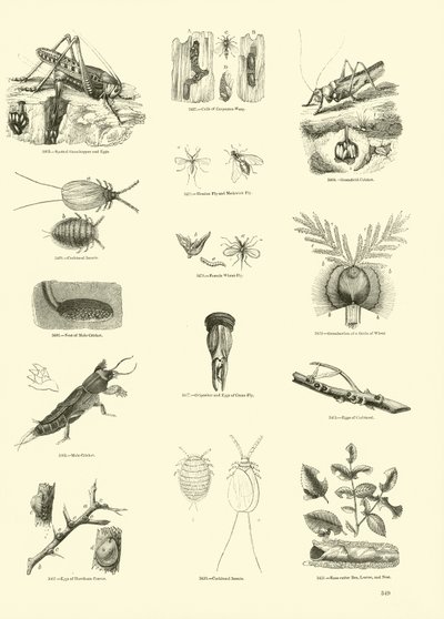 Seite aus dem Bildmuseum der belebten Natur von English School