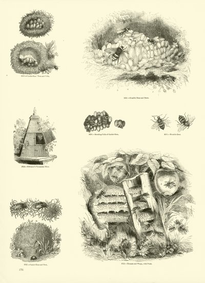 Seite aus dem Bildmuseum der belebten Natur von English School