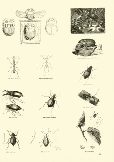 Seite aus dem Bildmuseum der belebten Natur von English School