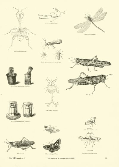 Seite aus dem Bildmuseum der belebten Natur von English School