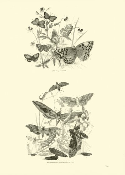 Seite aus dem Bildmuseum der belebten Natur von English School