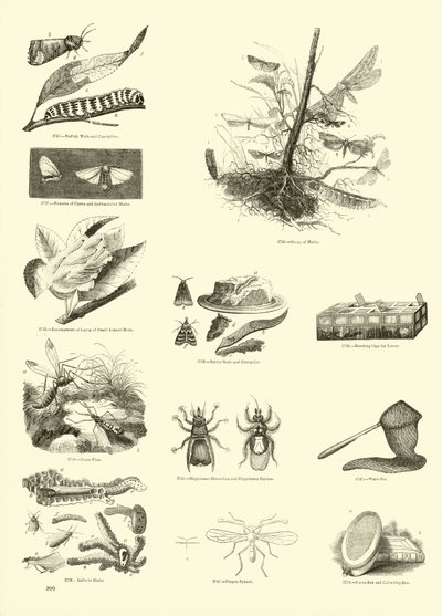 Seite aus dem Bildmuseum der belebten Natur von English School