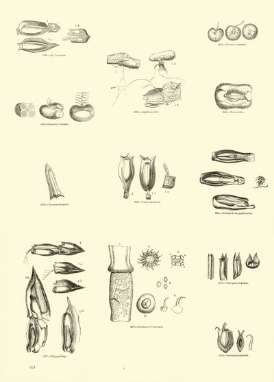 Seite aus dem Bildmuseum der belebten Natur von English School