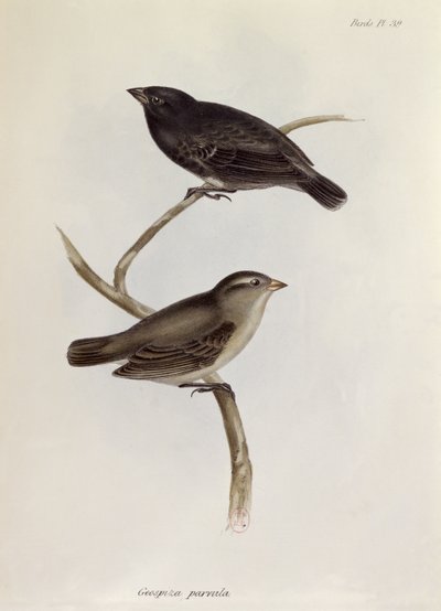 Paar von Geospiza Parvula, Illustration aus Die Zoologie der Reise der H.M.S. Beagle, 1832-36, von Charles Darwin, 1840 von English School