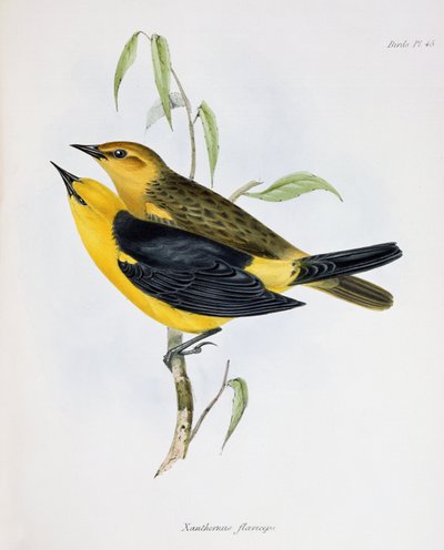 Paar von Xanthornus Flaviceps, Illustration aus Die Zoologie der Reise der H.M.S. Beagle, 1832-36, von Charles Darwin, 1840 von English School