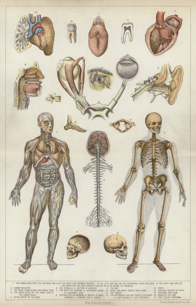 Physiologie von English School