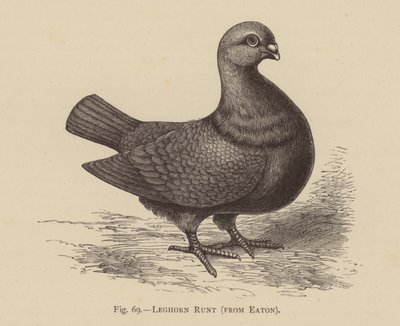 Tauben: Leghorn Runt, aus Eaton (Stich) von English School