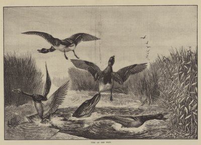 Hecht auf der Jagd von English School