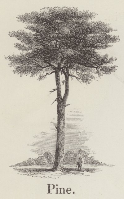 Kiefer (Gravur) von English School