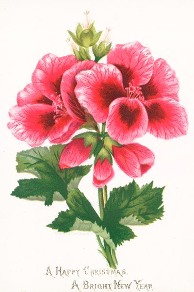 Rosa Blumen, Weihnachtskarte von English School