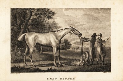 Porträt des Rennpferdes Grey Diomed mit Jockey und Stallburschen von English School