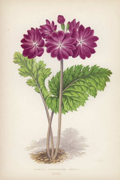 Primula Cortusoides Amoena von English School