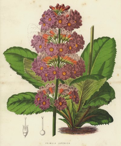 Primula Japonica von English School