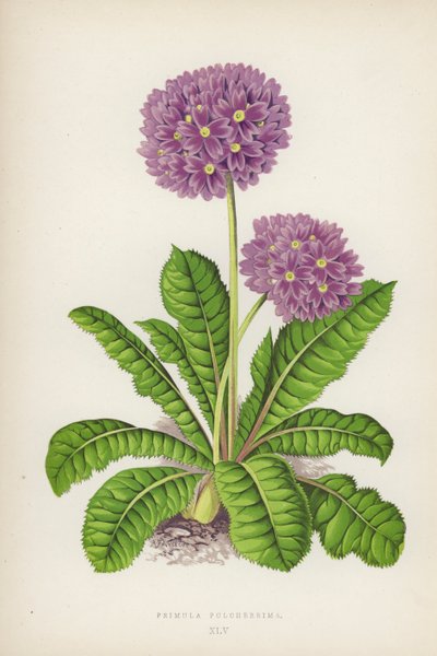Primula Pulcherrima von English School