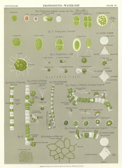 Protococcus, Wassernetz von English School
