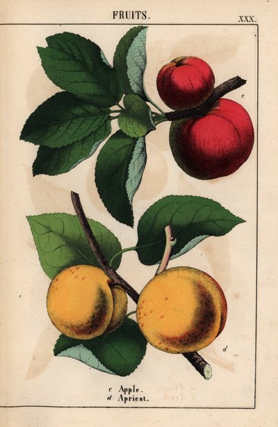 Rote Äpfel und Aprikosen, aus "The Instructive Picturebook, or Lessons from the Vegetable World," [Charlotte Mary Yonge], Edinburgh von English School
