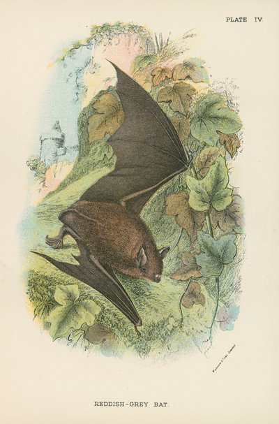 Rötlich-graue Fledermaus von English School