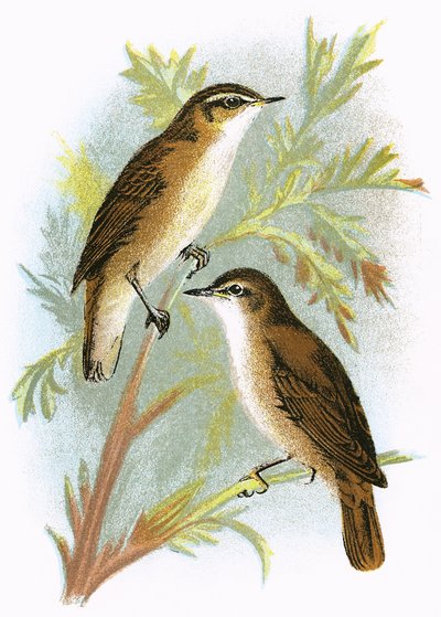 Rohrschwirl (unten) und Schilfrohrsänger (oben) von English School