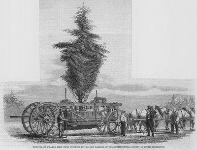 Verpflanzung eines großen Baumes von Chiswick in die neuen Gärten der Gartenbaugesellschaft in South Kensington von English School