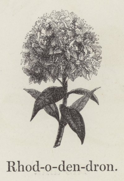 Rhododendron von English School