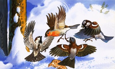 Rotkehlchen wehrt andere Vögel ab von English School